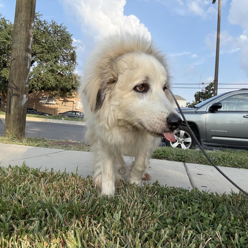 Shiloh (Benefactor Dog)