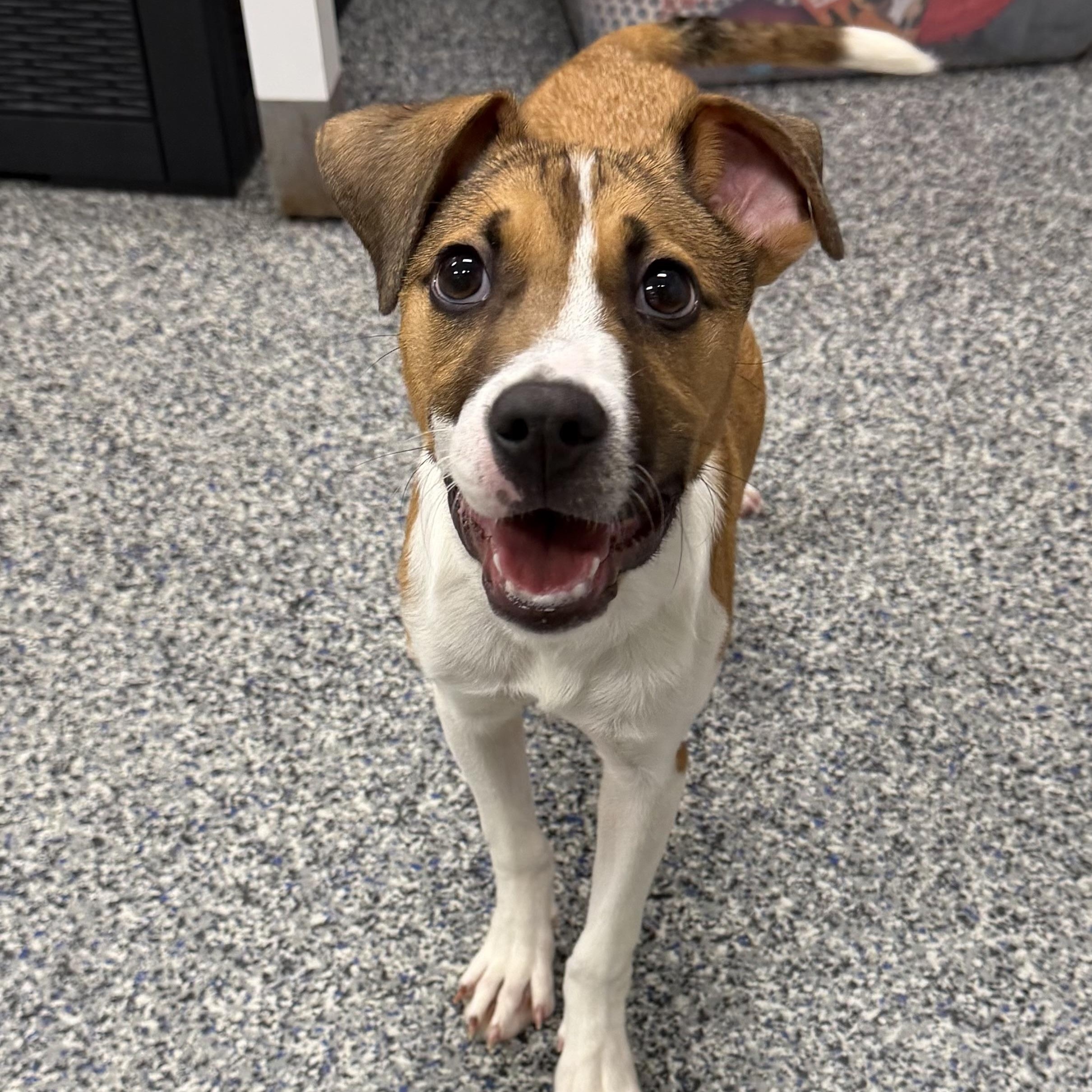 Enlarge BLAIR, a Adoptable Mixed Breed in Cranston, RI image 2/3