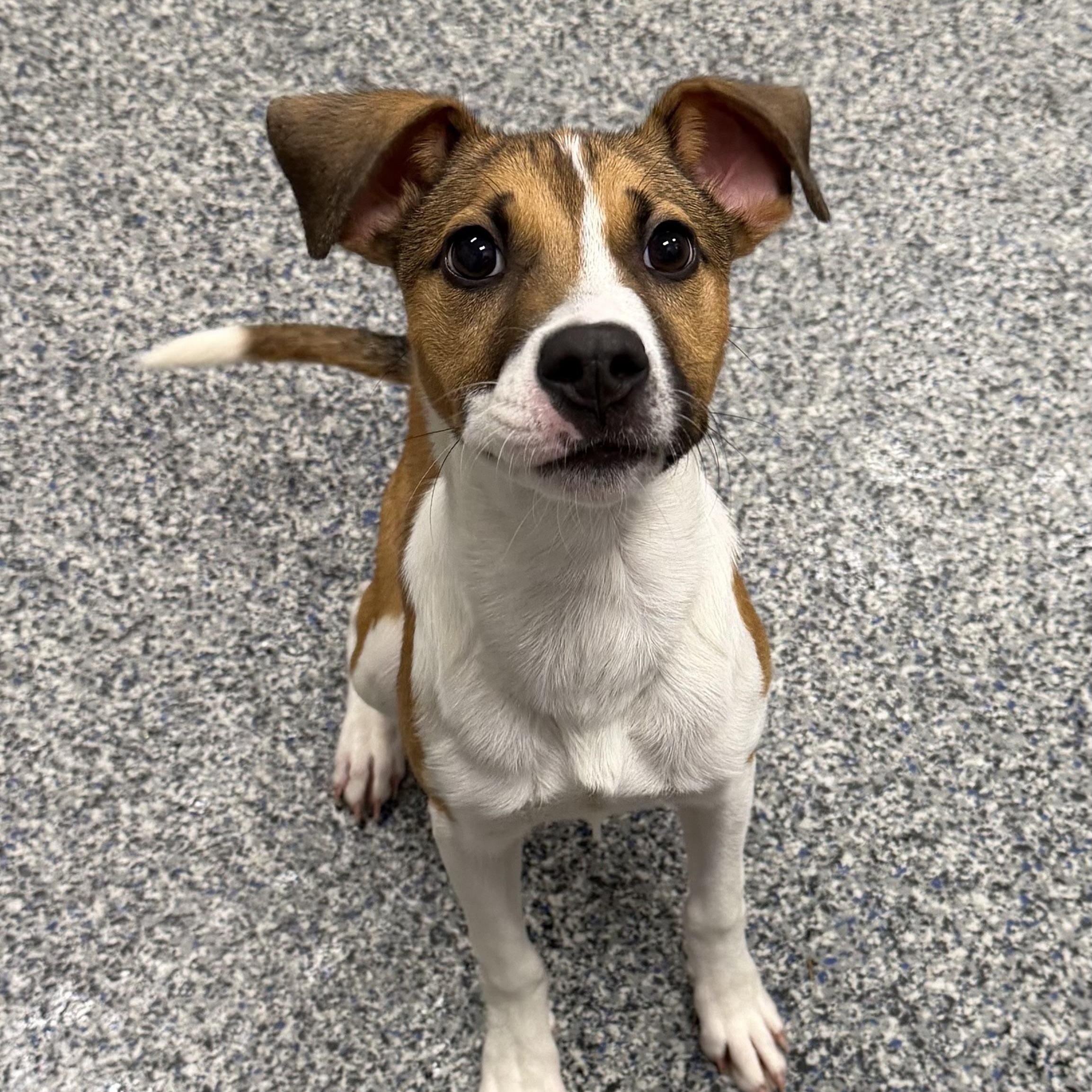 Enlarge BLAIR, a Adoptable Mixed Breed in Cranston, RI image 1/3