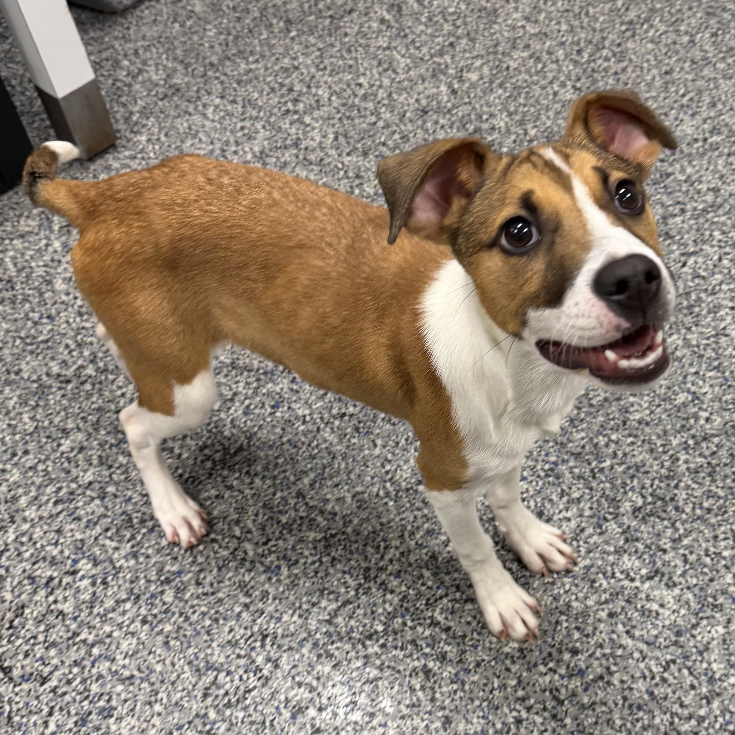 Enlarge BLAIR, a Adoptable Mixed Breed in Cranston, RI image 3/3