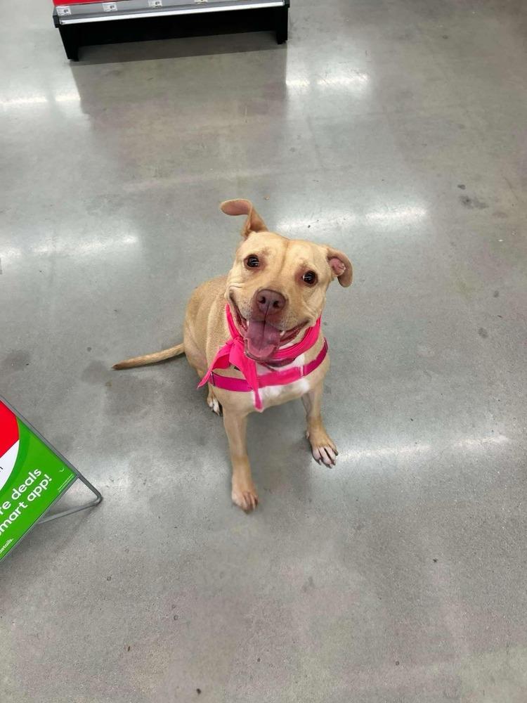 Honey, Adoptable, Adult Female American Staffordshire Terrier.