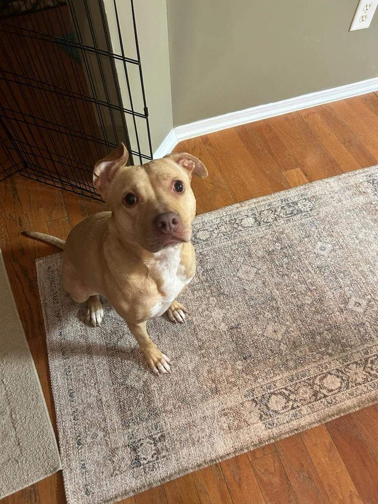 Enlarge Honey, a Adoptable mixed breed in Wendell, NC image 2/2