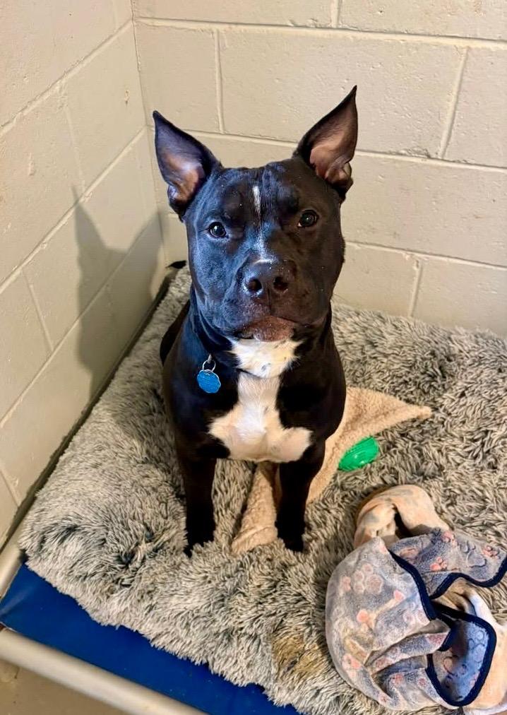 Adonis, Adoptable, Young Male Mixed Breed.