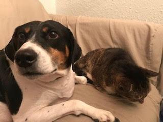 Bette aka Rabbit — thumbnail 6