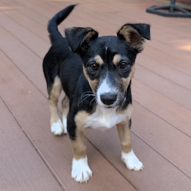 Moxie, Adoptable, Young Female Corgi.
