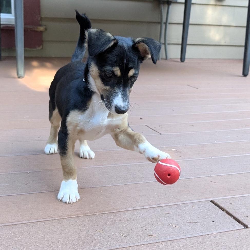 Enlarge Moxie, a Adoptable mixed breed in Buckley, WA image 4/5