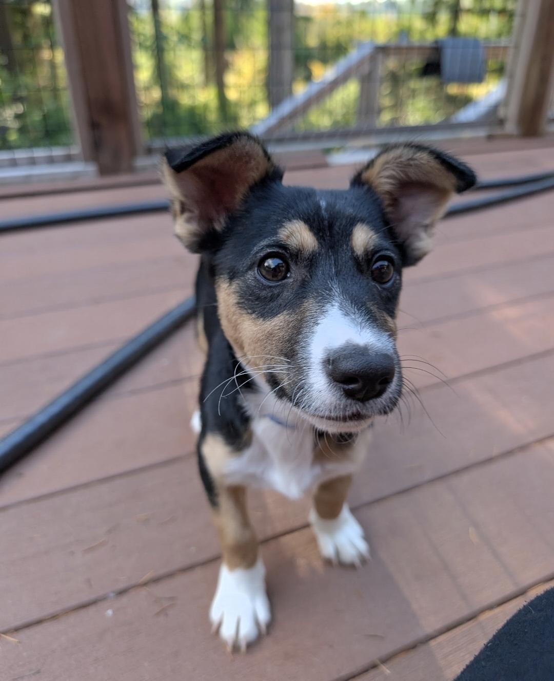 Enlarge Moxie, a Adoptable mixed breed in Buckley, WA image 5/5
