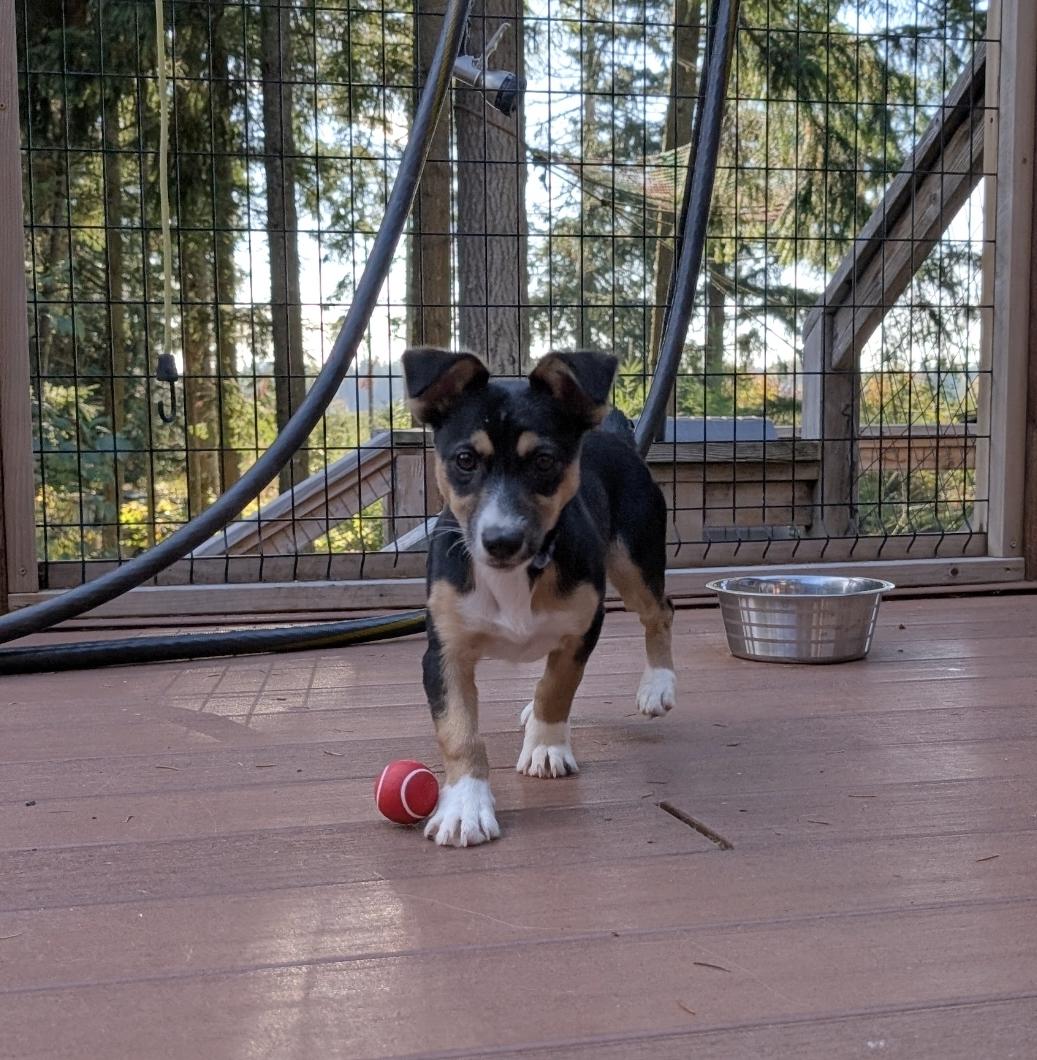 Enlarge Moxie, a Adoptable mixed breed in Buckley, WA image 2/5