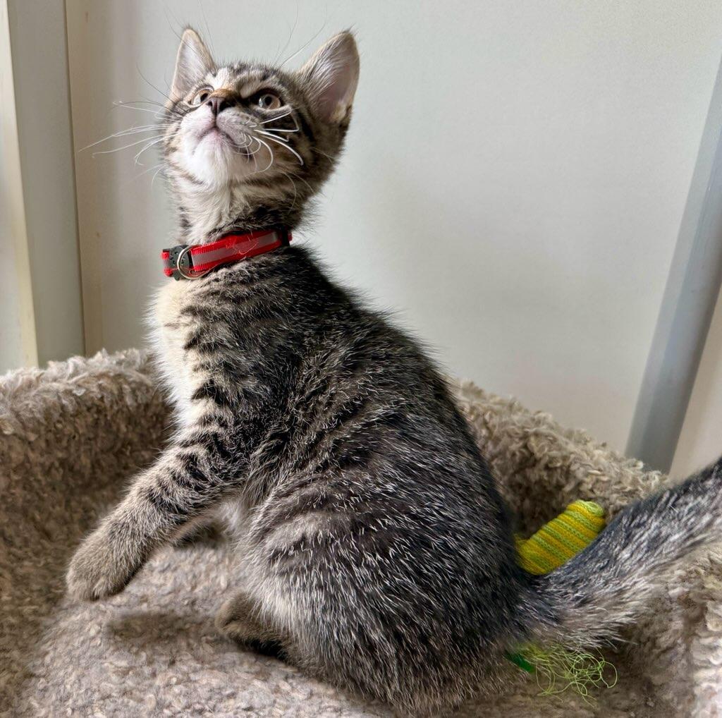 Major, a ADOPTABLE Domestic Short Hair in Ashland, OH image 2/4