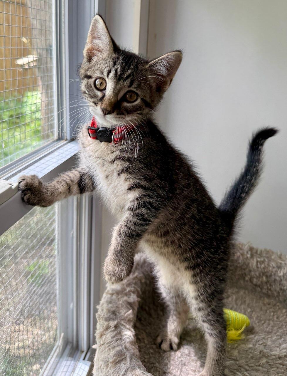 Major, ADOPTABLE, Kitten Male Domestic Short Hair.