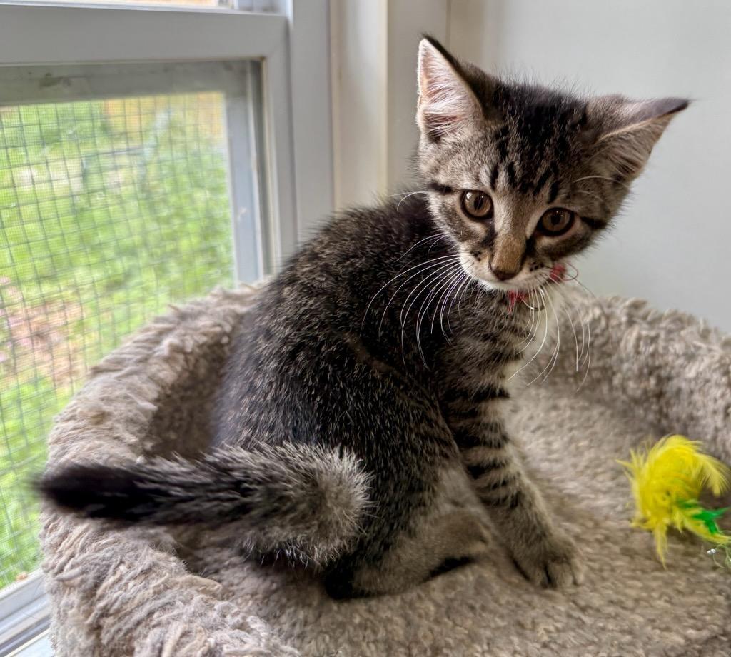 Major, a ADOPTABLE Domestic Short Hair in Ashland, OH image 4/4
