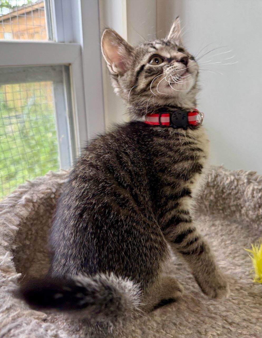 Major, a ADOPTABLE Domestic Short Hair in Ashland, OH image 3/4