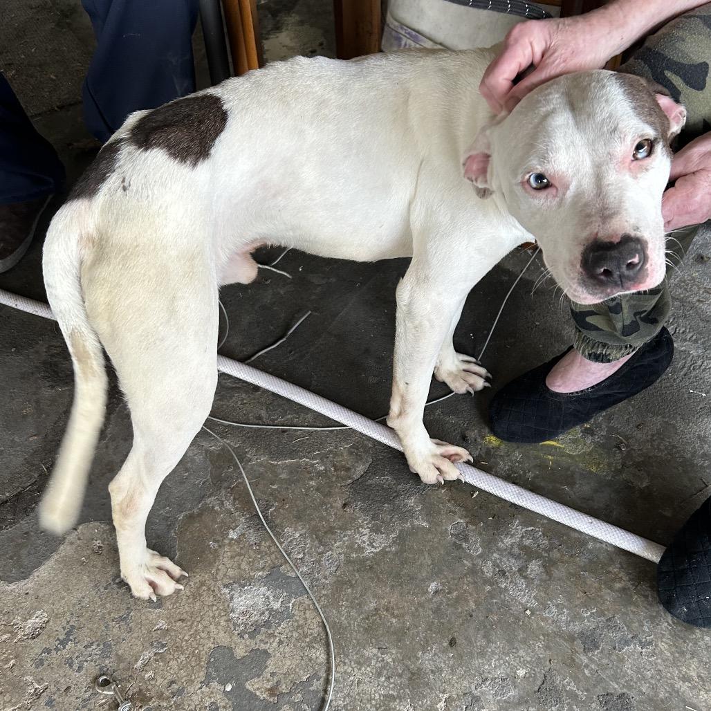 Enlarge Micro, a Adoptable mixed breed in Carlyle, IL image 1/1