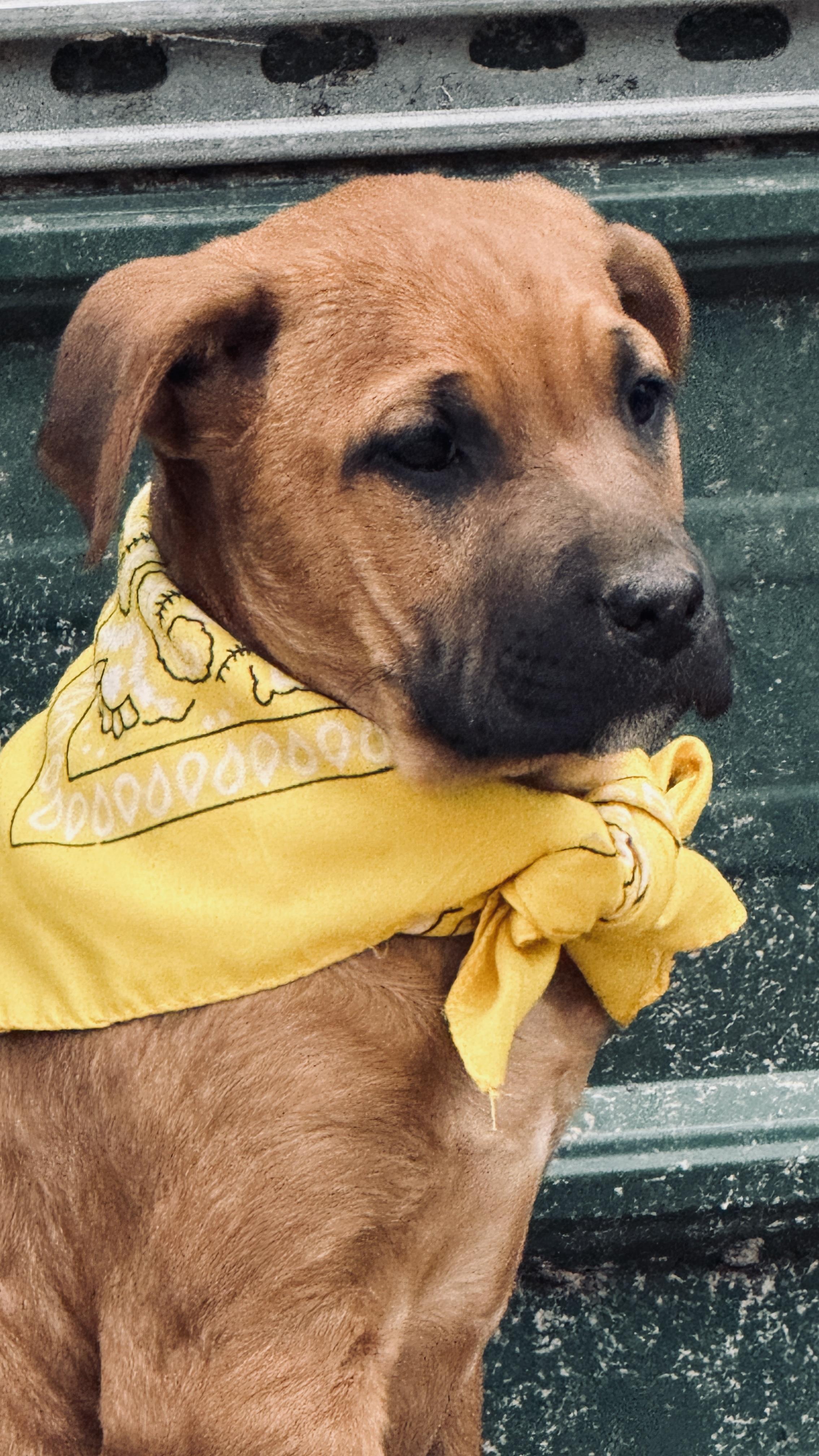 Enlarge Sissy, a ADOPTABLE mixed breed in Nahunta, GA image 6/6