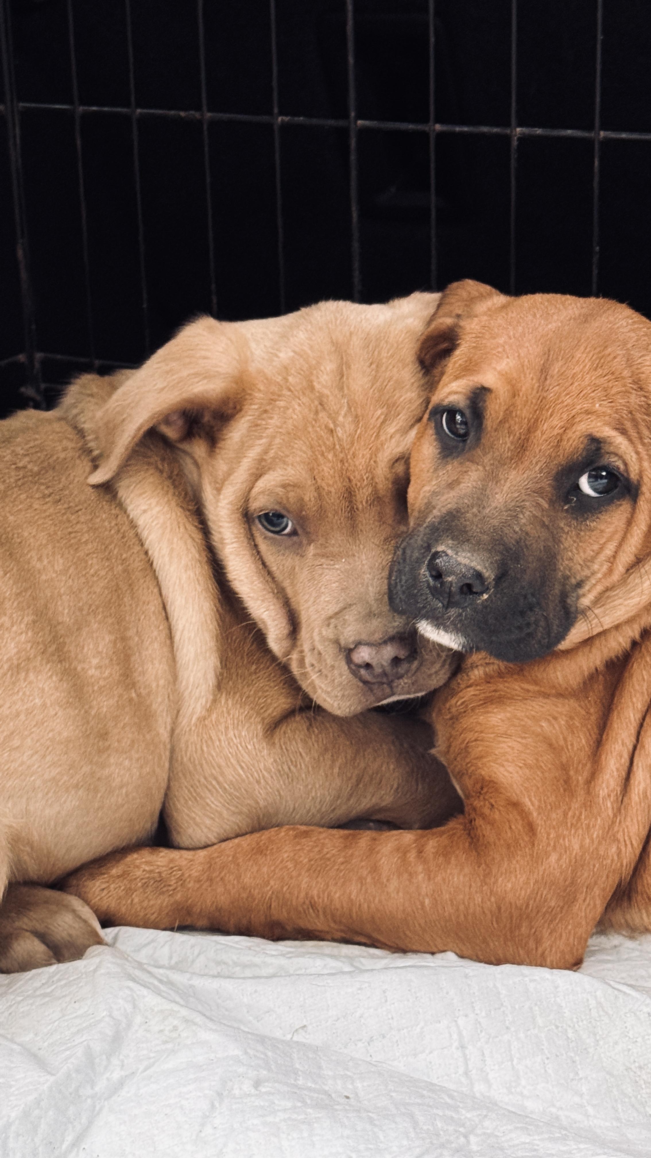 Enlarge Sissy, a ADOPTABLE mixed breed in Nahunta, GA image 2/6