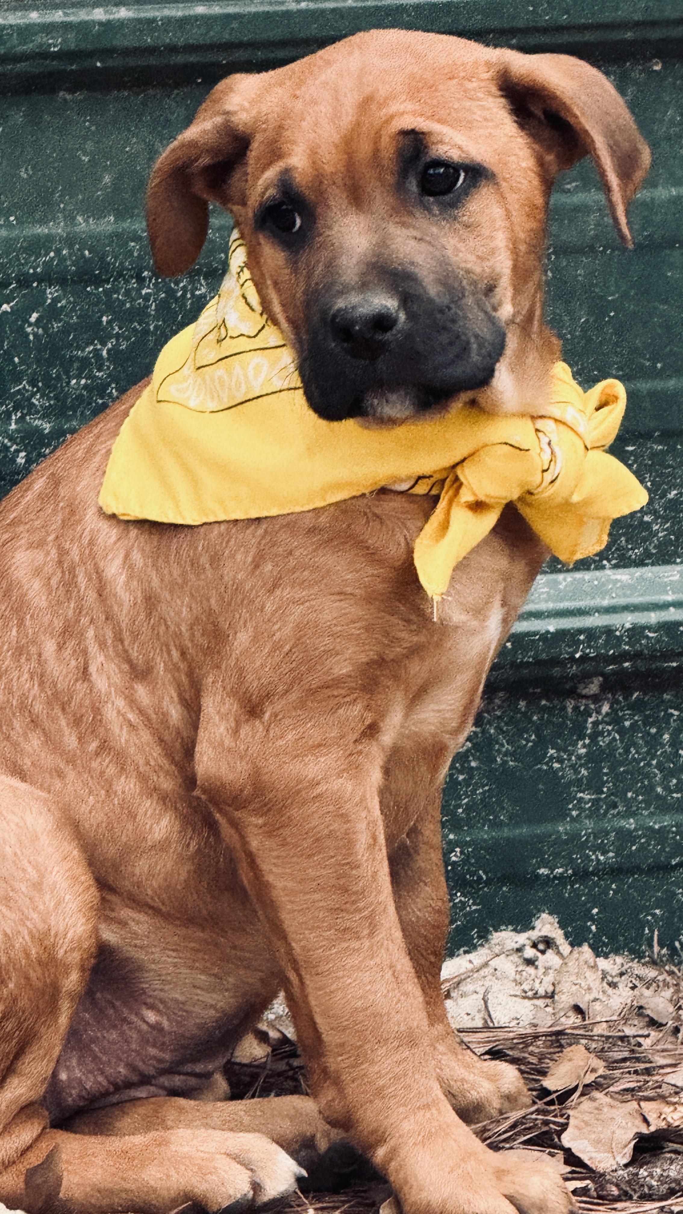 Enlarge Sissy, a ADOPTABLE mixed breed in Nahunta, GA image 5/6