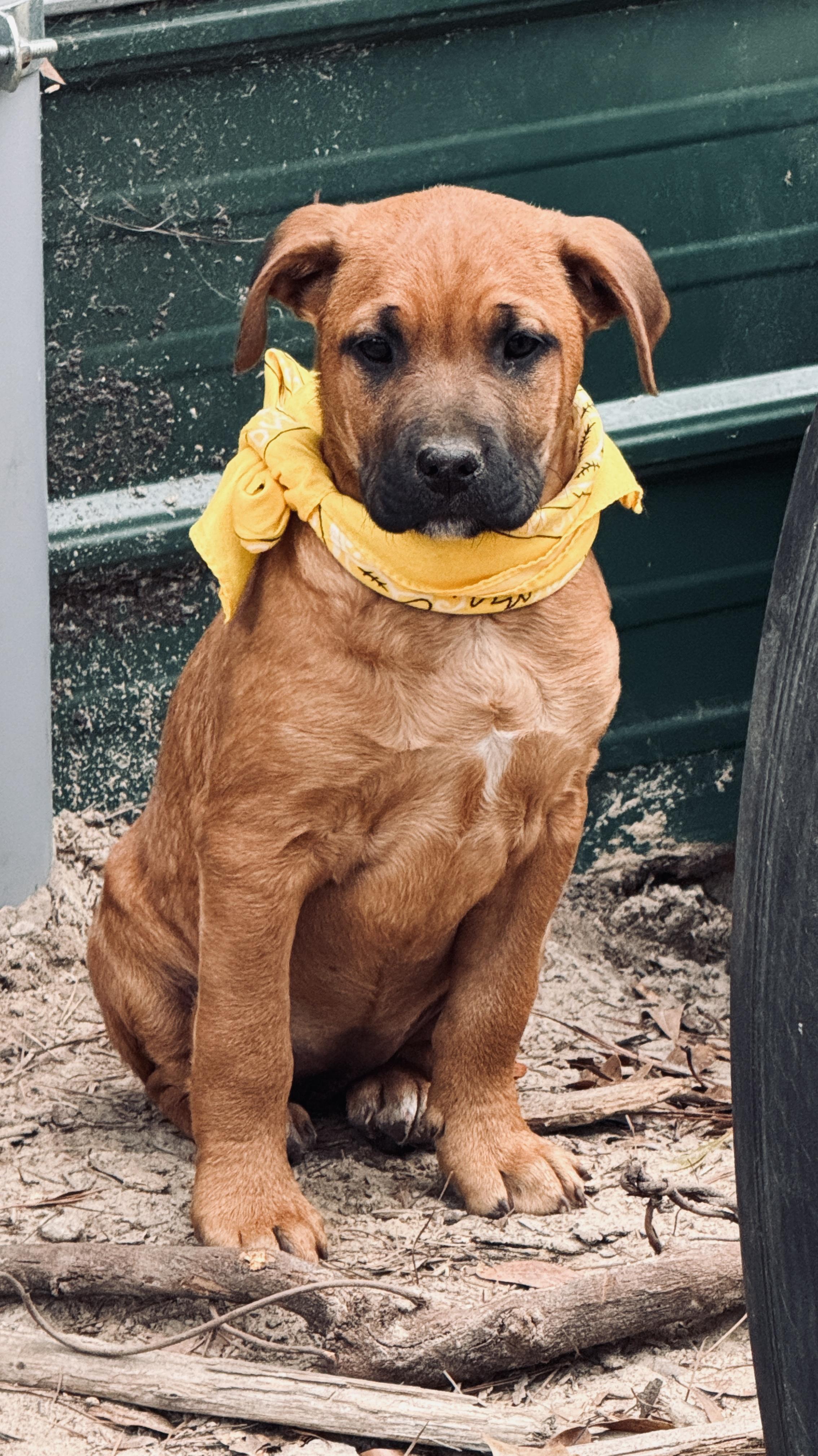 Enlarge Sissy, a ADOPTABLE mixed breed in Nahunta, GA image 4/6