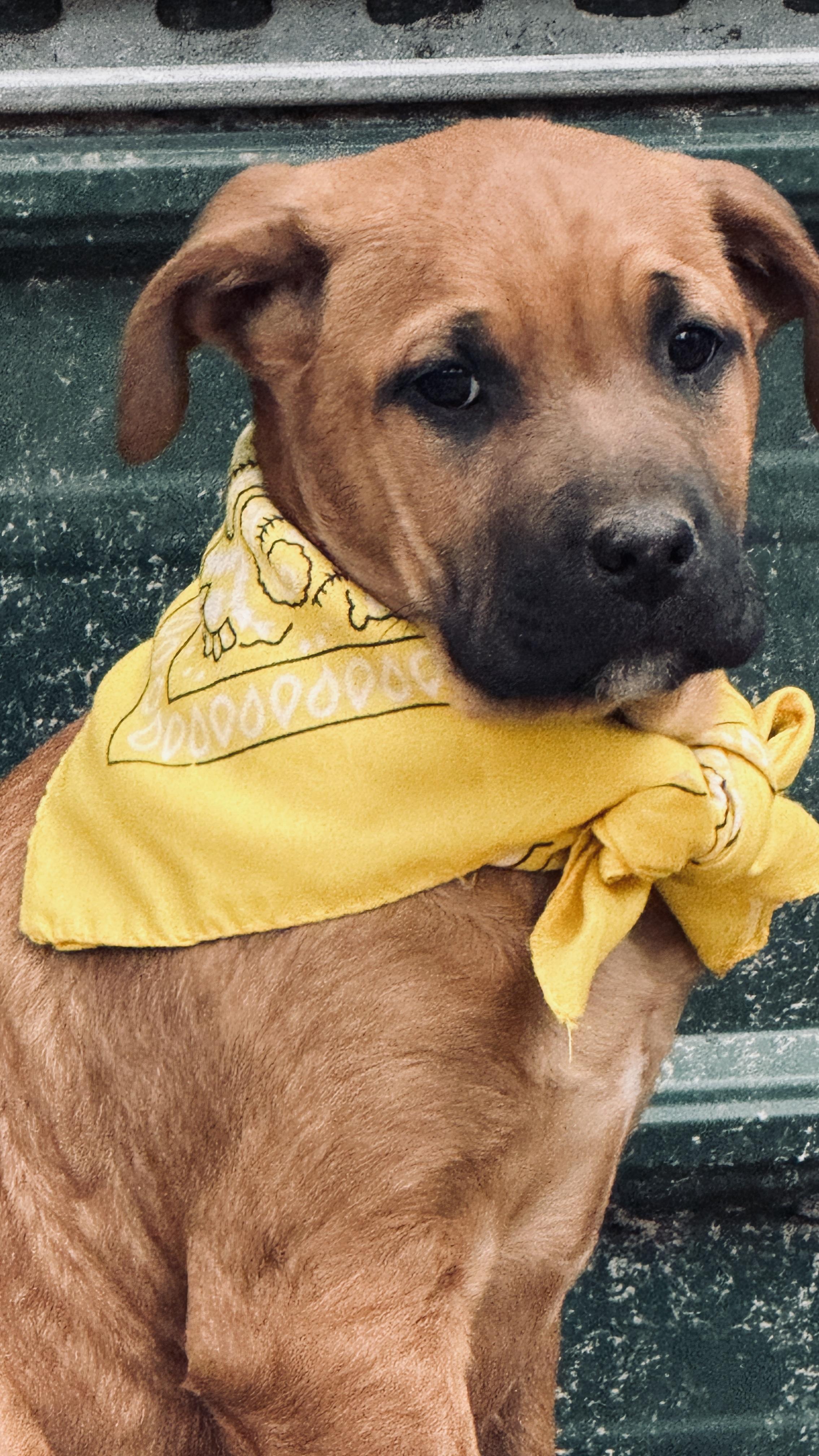 Enlarge Sissy, a ADOPTABLE mixed breed in Nahunta, GA image 3/6