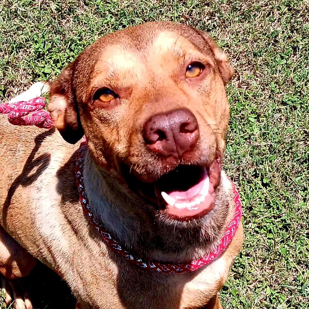 Enlarge Star, a Adoptable Pit Bull Terrier in Dallas, TX image 1/6