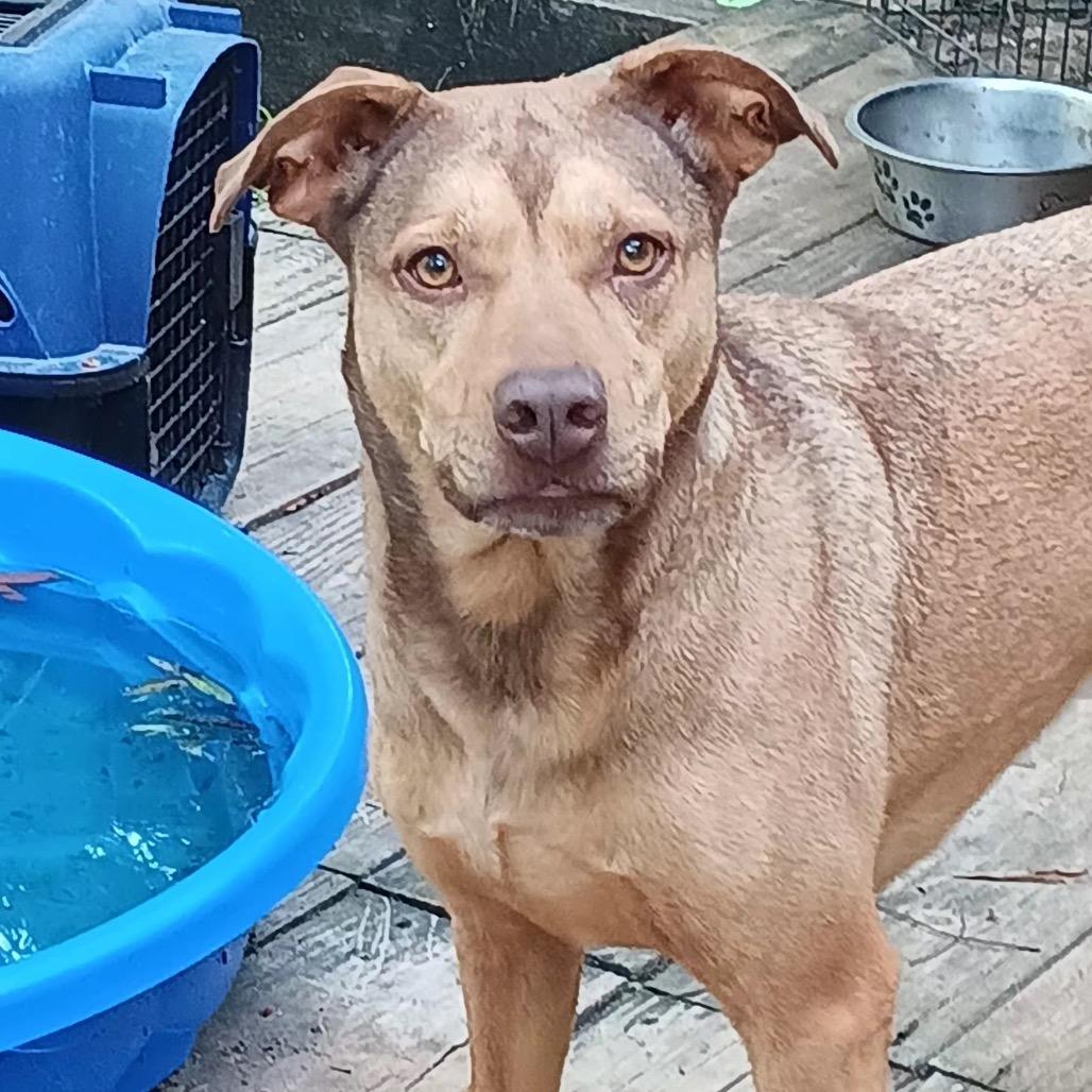 Enlarge Star, a Adoptable Pit Bull Terrier in Dallas, TX image 2/6