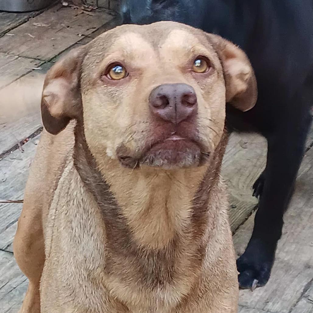 Enlarge Star, a Adoptable Pit Bull Terrier in Dallas, TX image 4/6