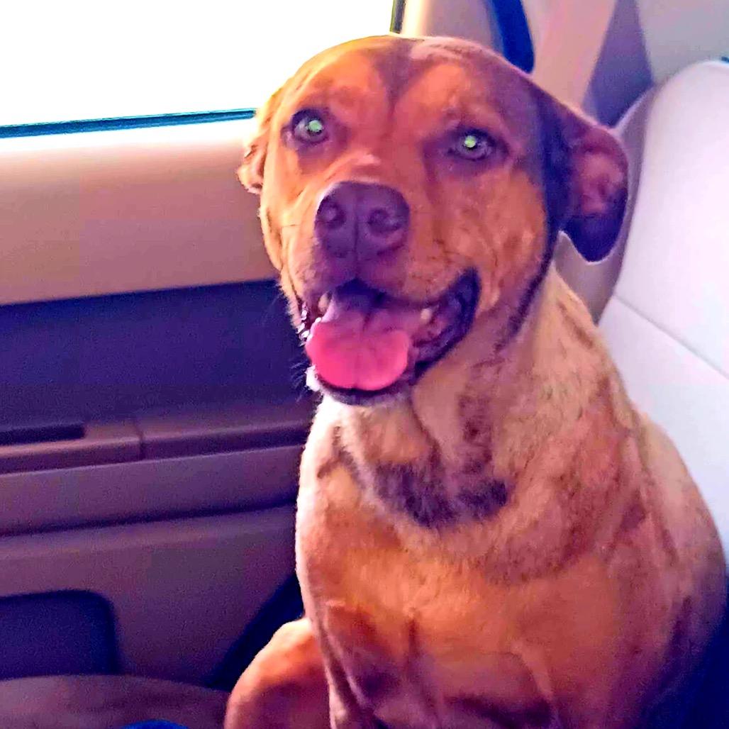 Enlarge Star, a Adoptable Pit Bull Terrier in Dallas, TX image 5/6