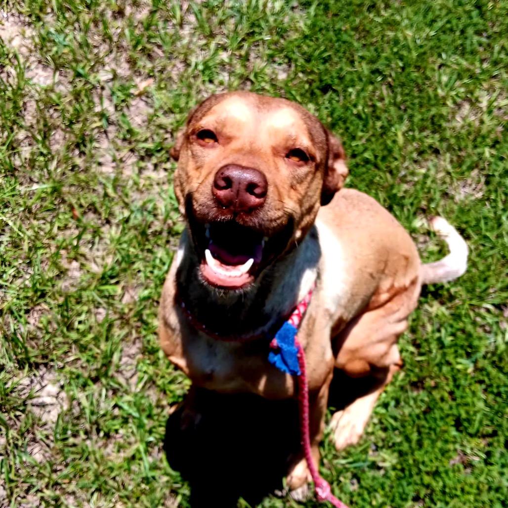 Enlarge Star, a Adoptable Pit Bull Terrier in Dallas, TX image 6/6
