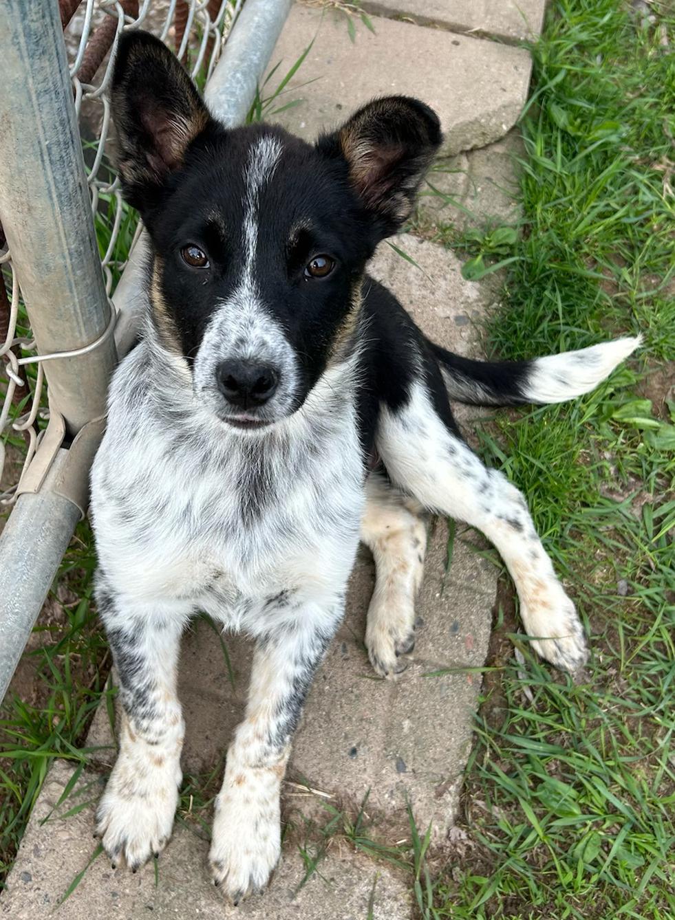 Enlarge Penguin, a Adoptable mixed breed in Neillsville, WI image 3/5