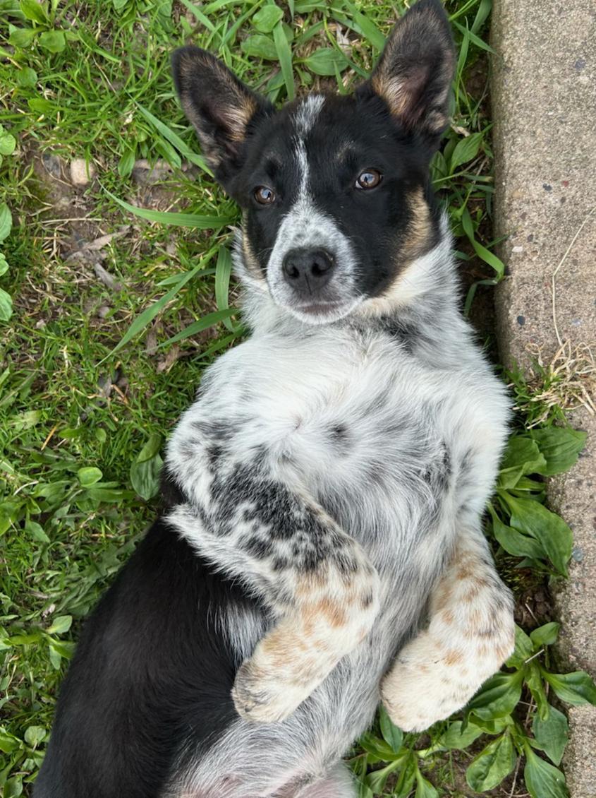 Enlarge Penguin, a Adoptable mixed breed in Neillsville, WI image 4/5