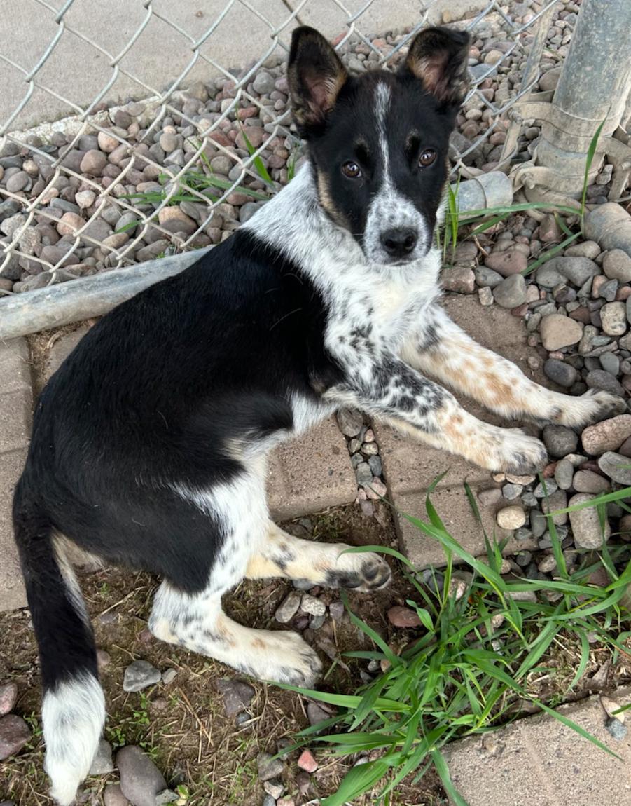 Enlarge Penguin, a Adoptable mixed breed in Neillsville, WI image 5/5