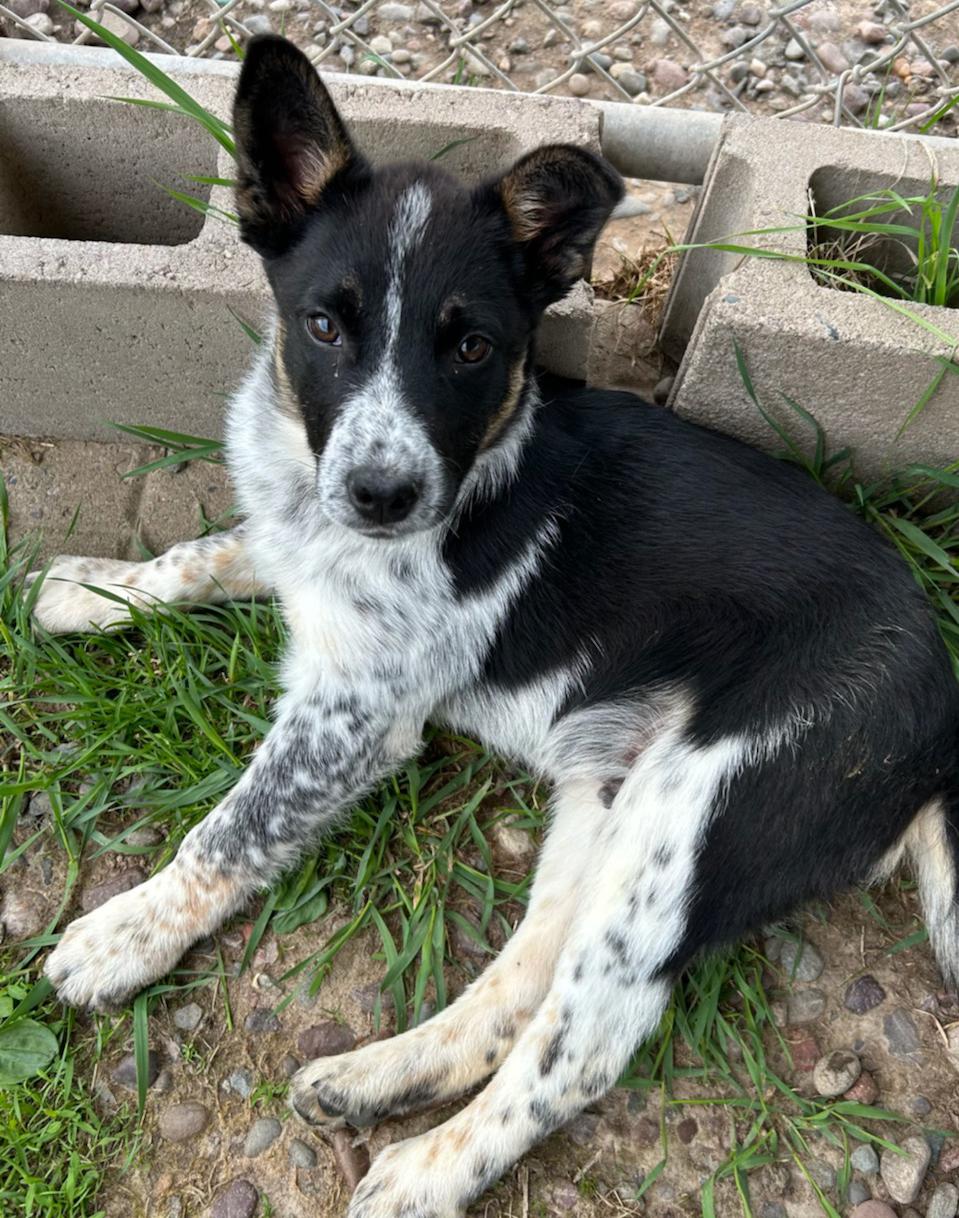Penguin, Adoptable, Puppy Male Australian Cattle Dog / Blue Heeler.