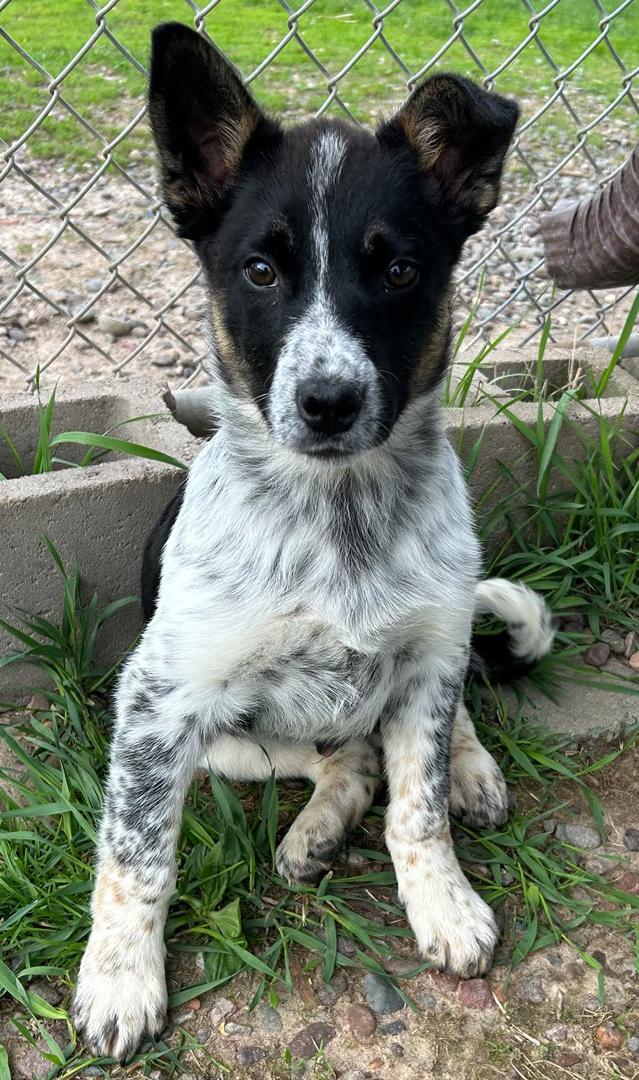 Enlarge Penguin, a Adoptable mixed breed in Neillsville, WI image 2/5