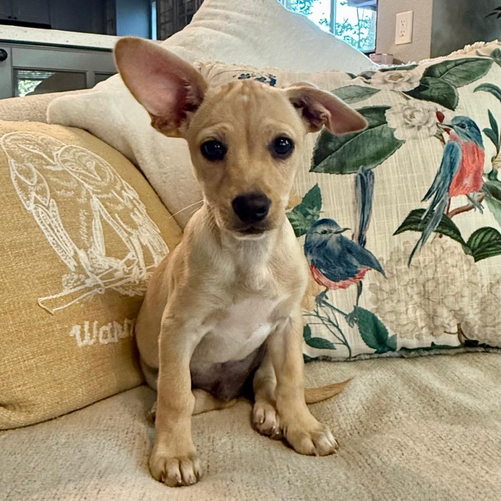 Enlarge Jessie, a Adoptable mixed breed in Cedar Park, TX image 2/2