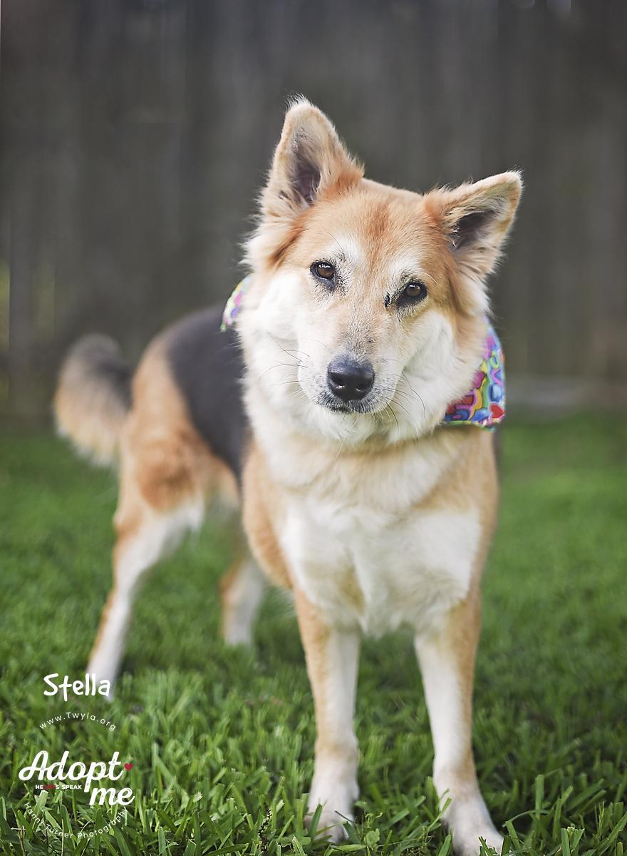 Enlarge Stella, a ADOPTABLE mixed breed in Kingwood, TX image 5/6