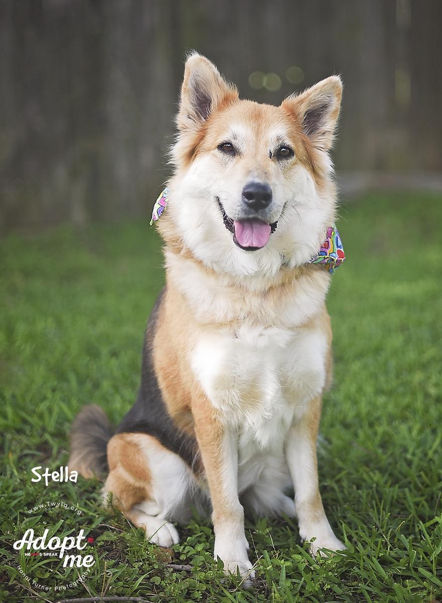 Enlarge Stella, a ADOPTABLE mixed breed in Kingwood, TX image 2/6
