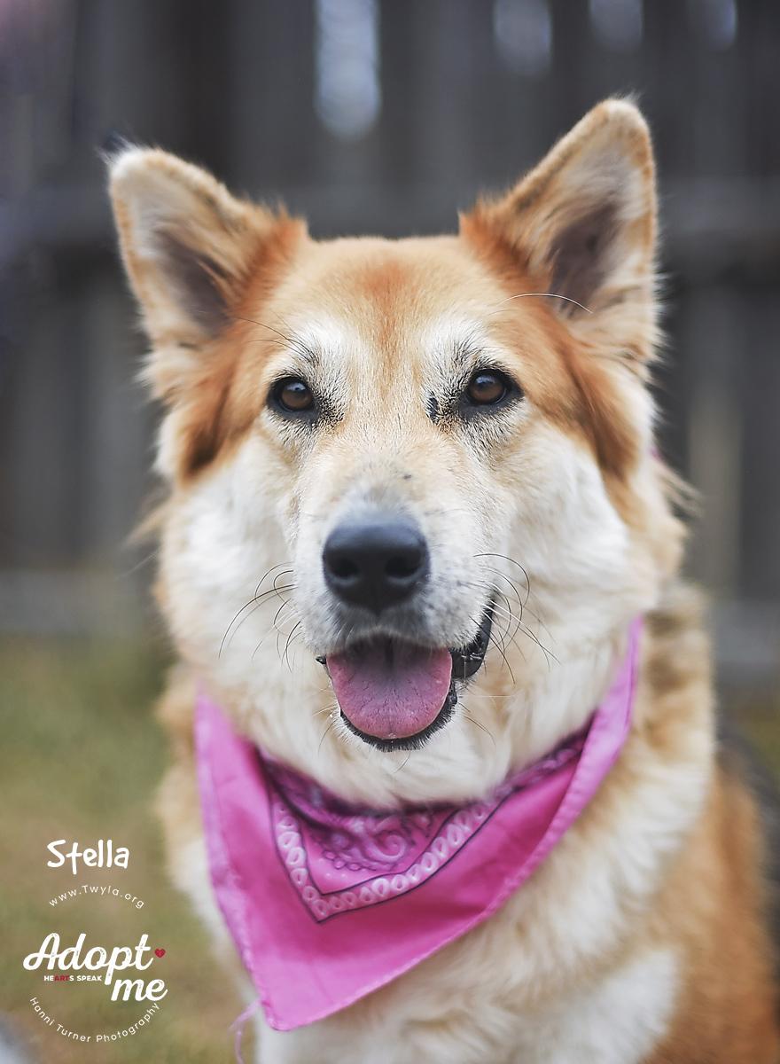 Enlarge Stella, a ADOPTABLE mixed breed in Kingwood, TX image 1/6