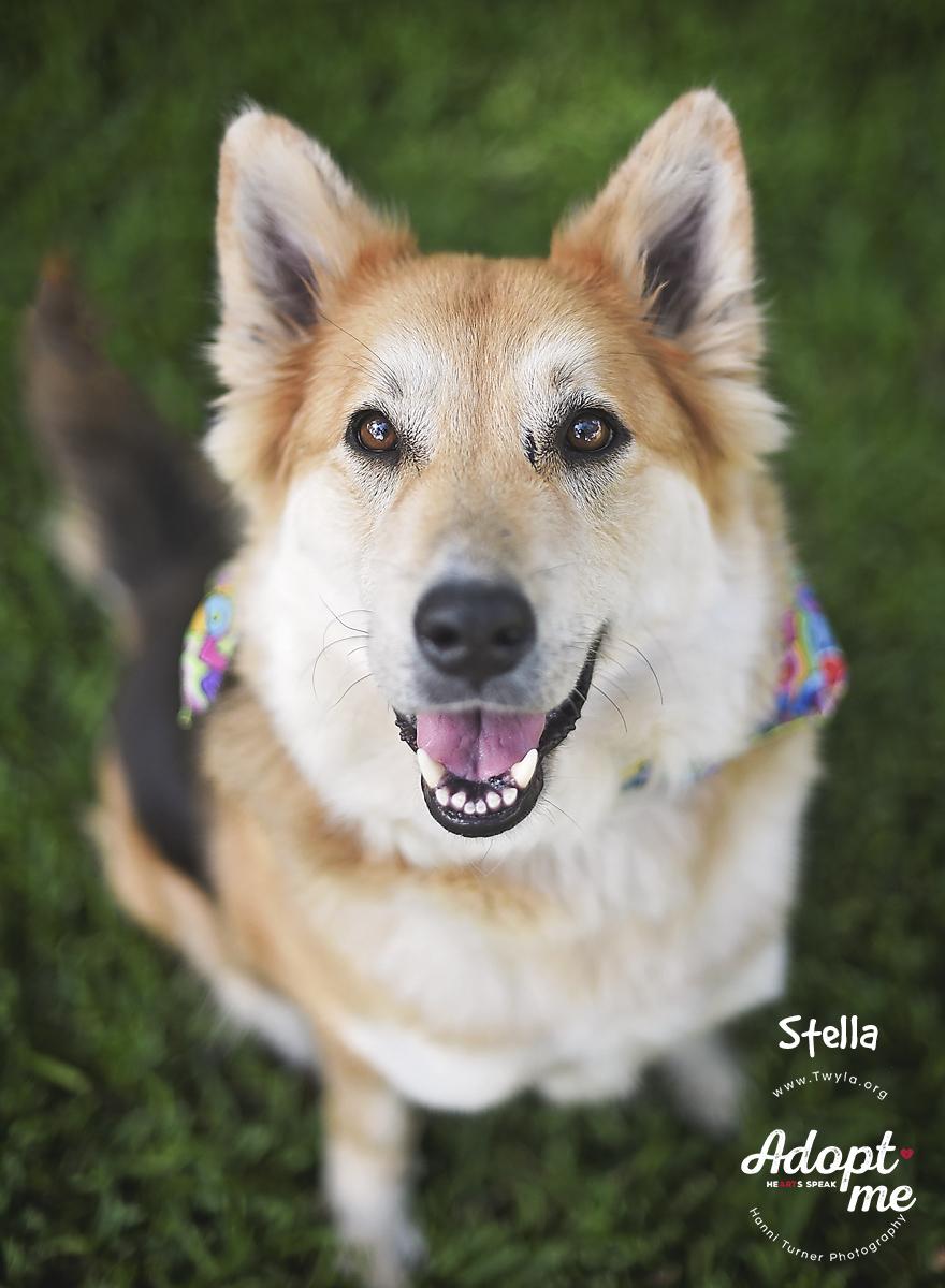 Enlarge Stella, a ADOPTABLE mixed breed in Kingwood, TX image 4/6