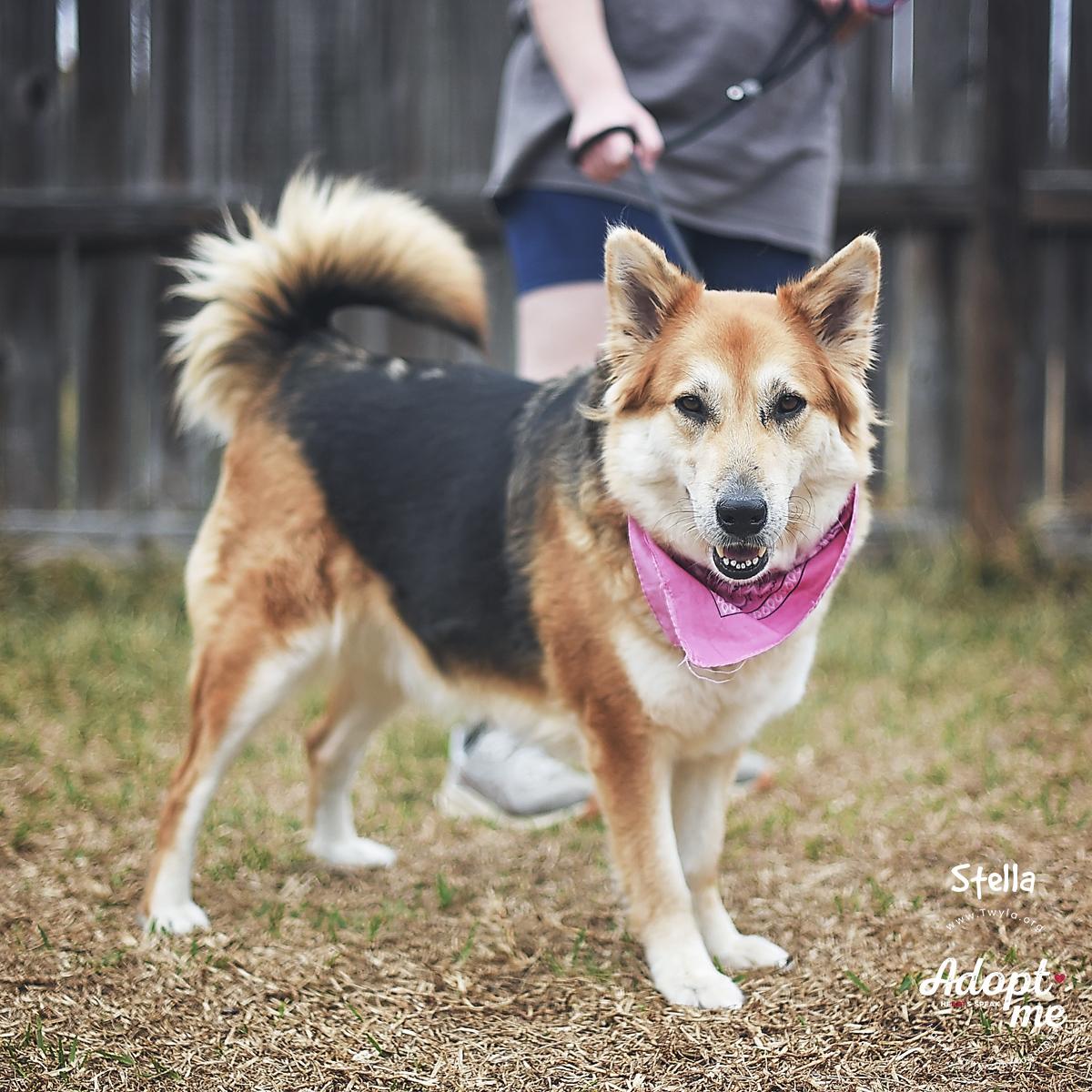Enlarge Stella, a ADOPTABLE mixed breed in Kingwood, TX image 3/6