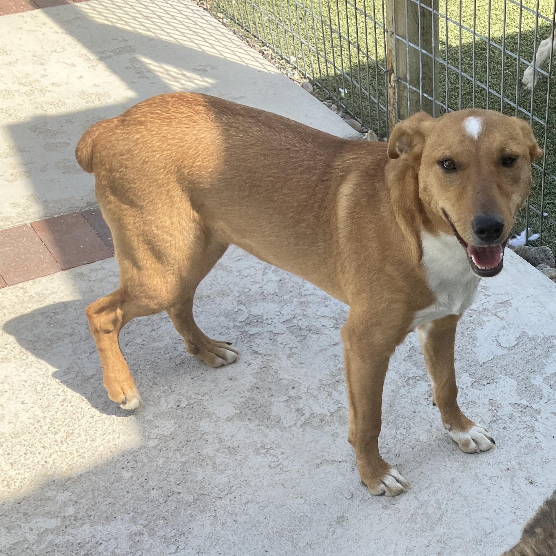 Oliver, Adoptable, Young Male Corgi & Airedale Terrier.