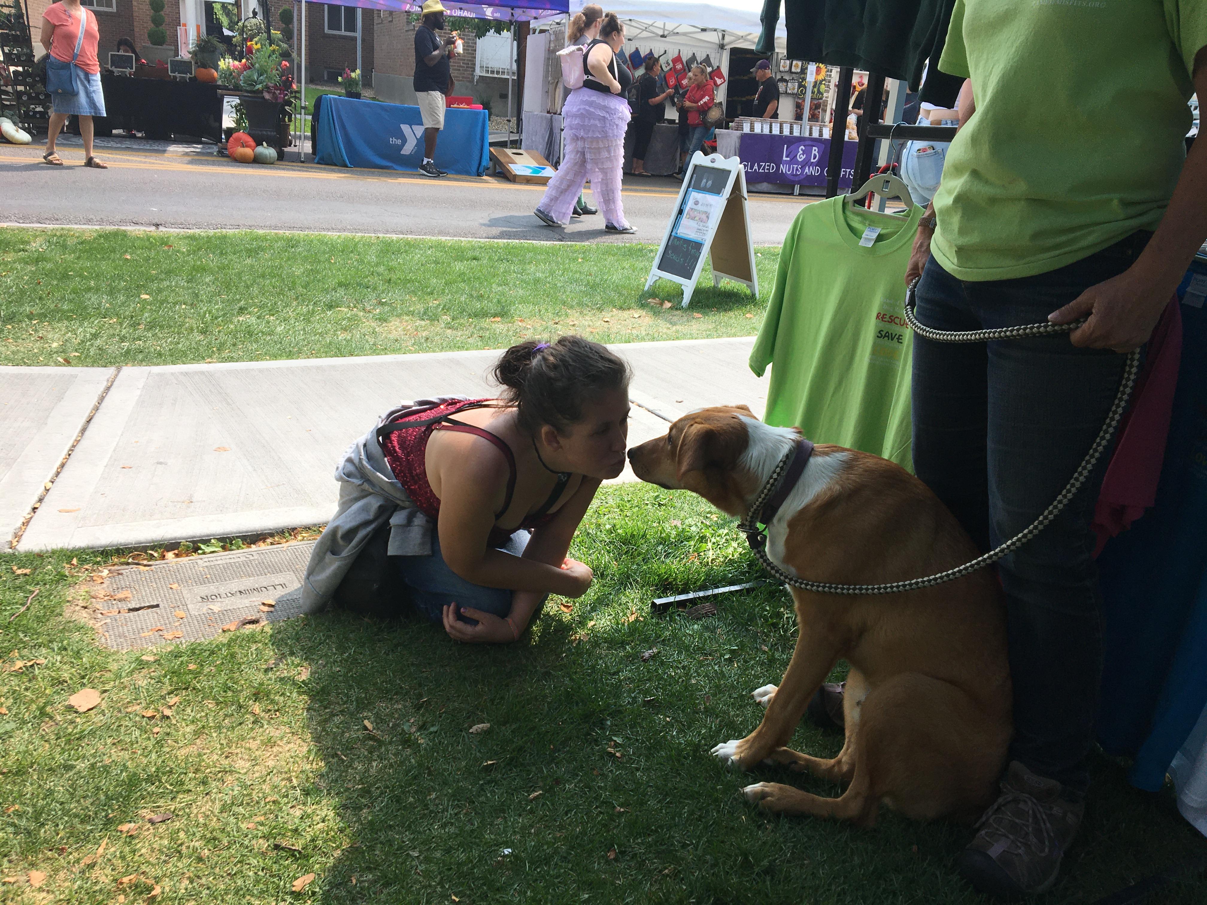 Oliver, an adoptable Corgi, Airedale Terrier in St. Anthony, ID, 83445 | Photo Image 2
