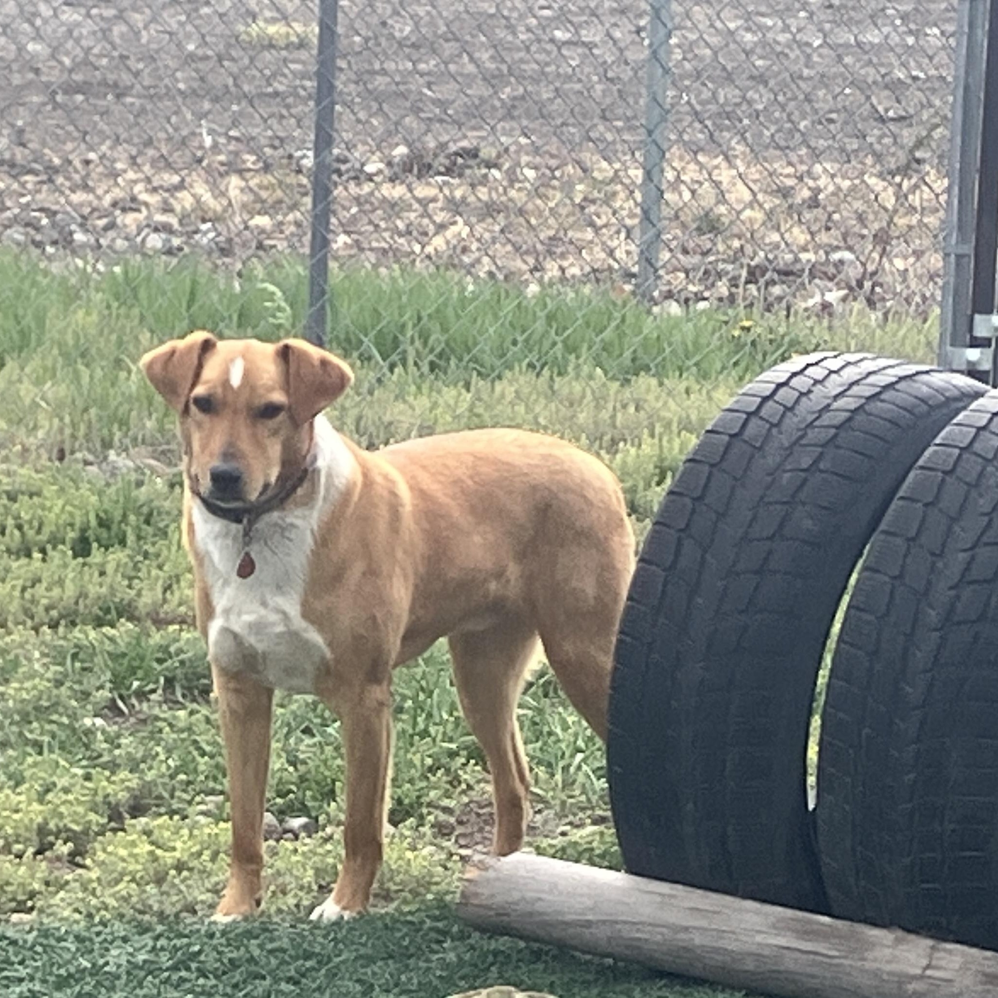 Oliver, a Adoptable mixed breed in St. Anthony, ID image 2/5