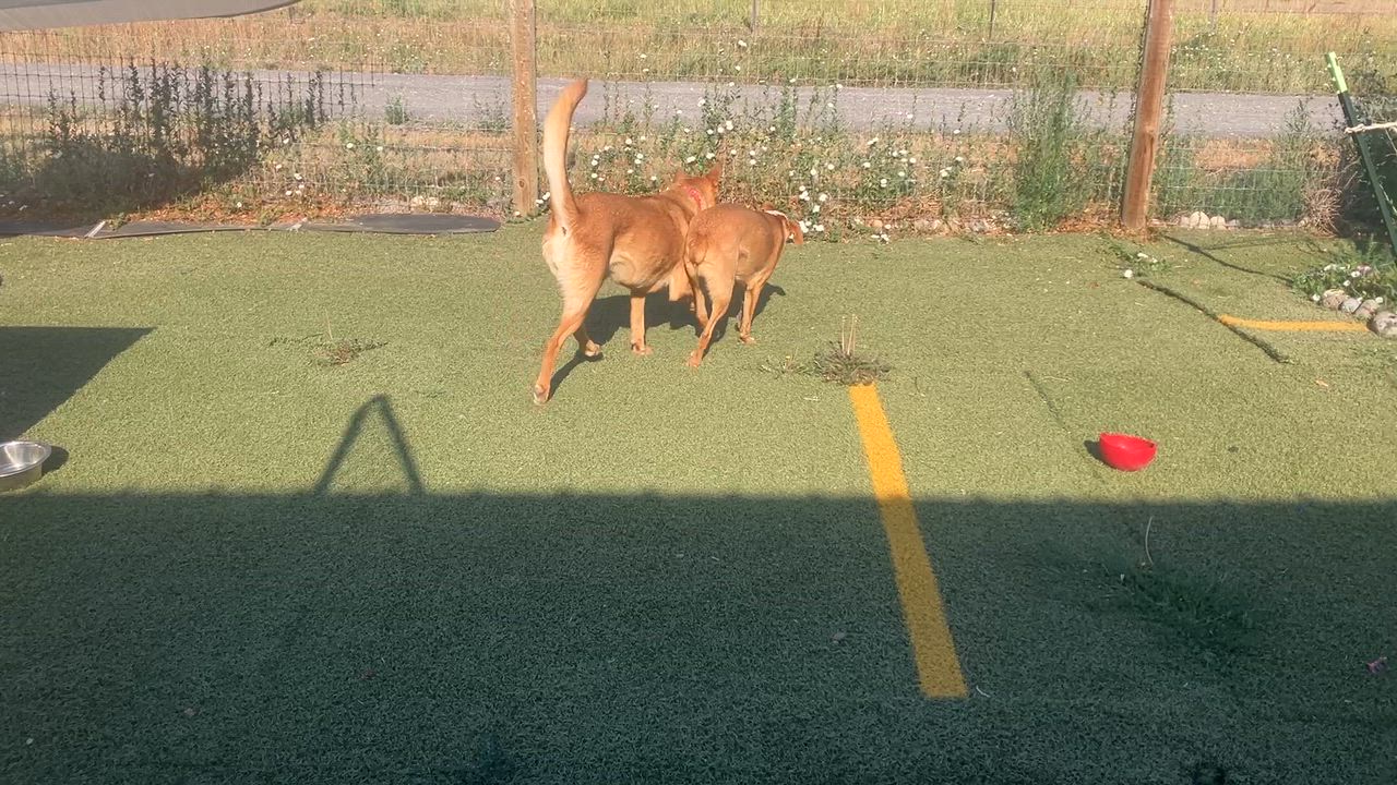 Enlarge Oliver, a Adoptable mixed breed in St. Anthony, ID video 3/5