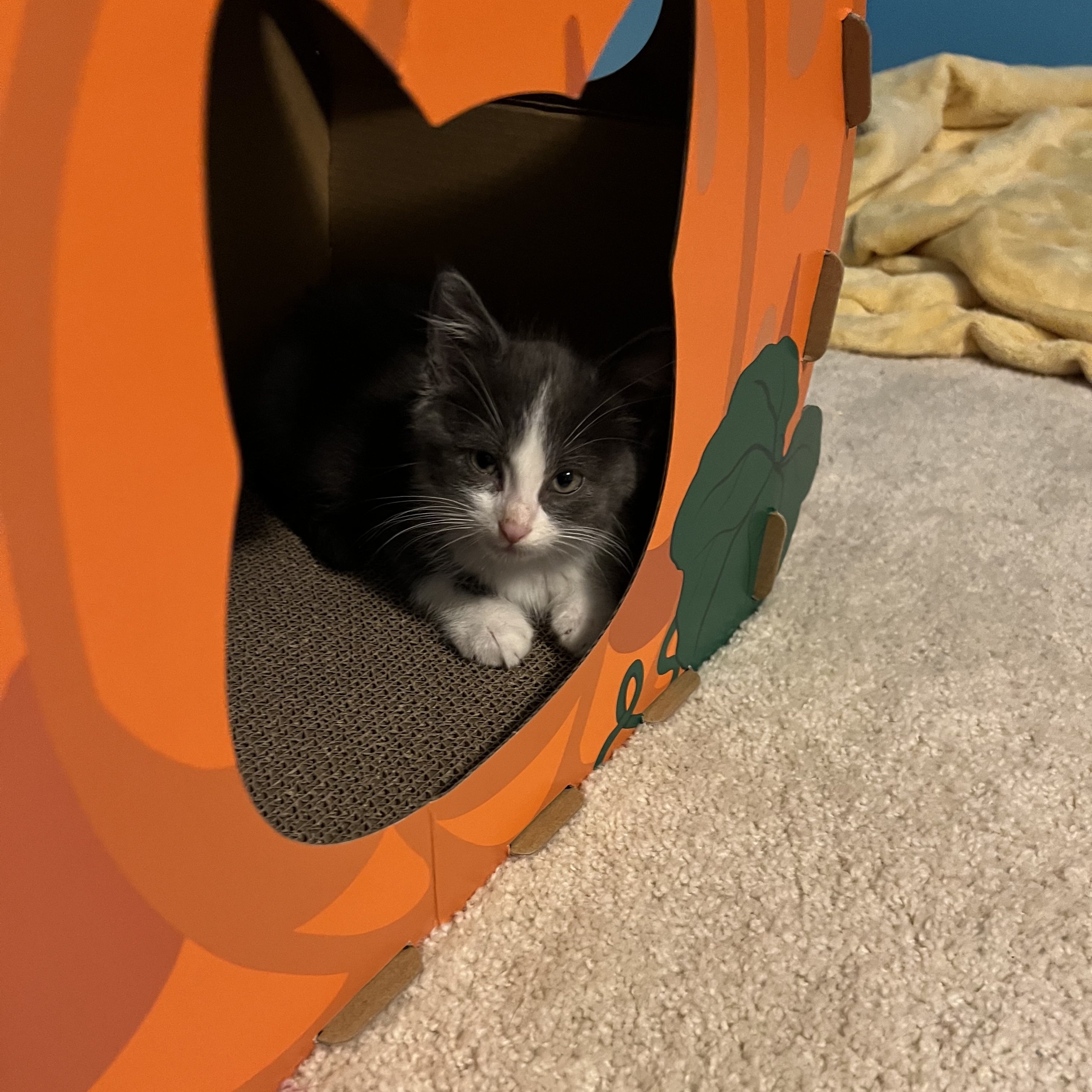 Cat for adoption Rosemary, a Domestic Long Hair in Mineral Point, WI