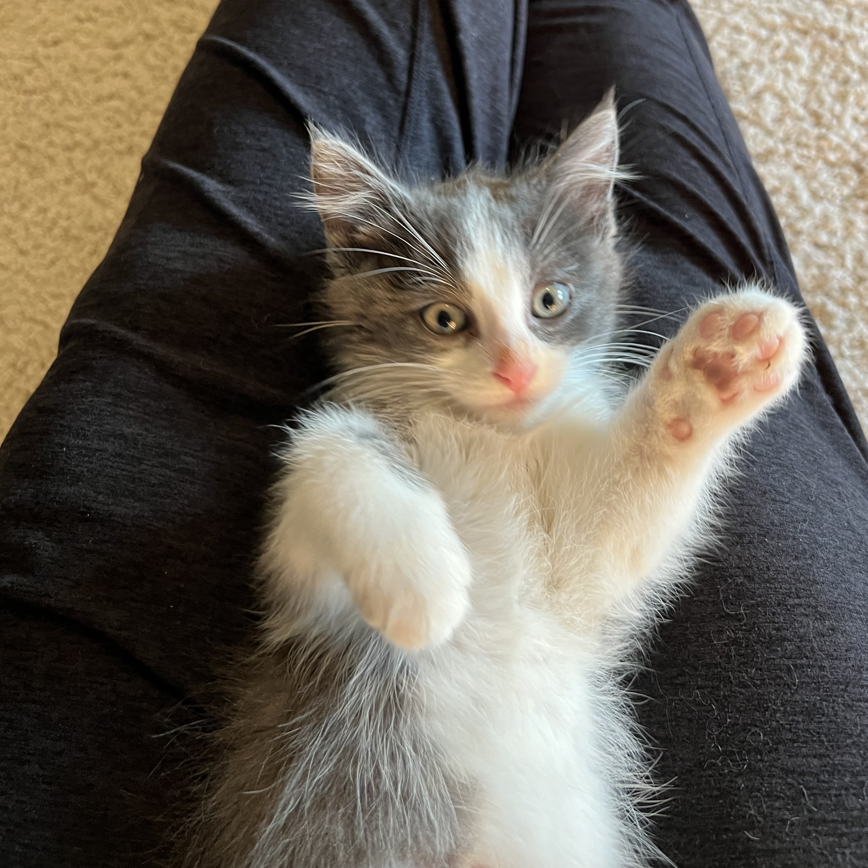 Cat for adoption Rosemary, a Domestic Long Hair in Mineral Point, WI