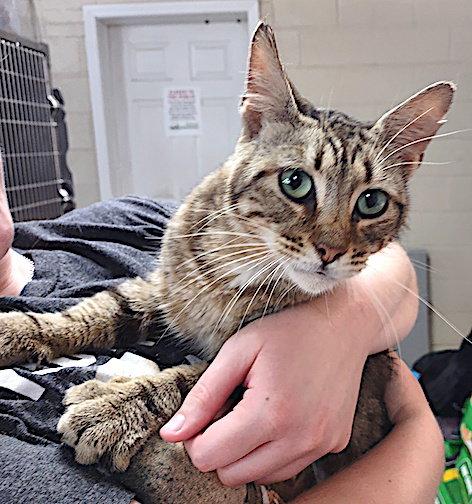 Enlarge Major Love Bug, a Adopted Domestic Short Hair in Albemarle, NC image 1/2