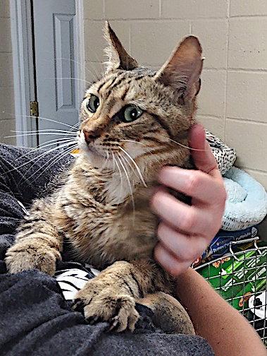 Enlarge Major Love Bug, a Adopted Domestic Short Hair in Albemarle, NC image 2/2