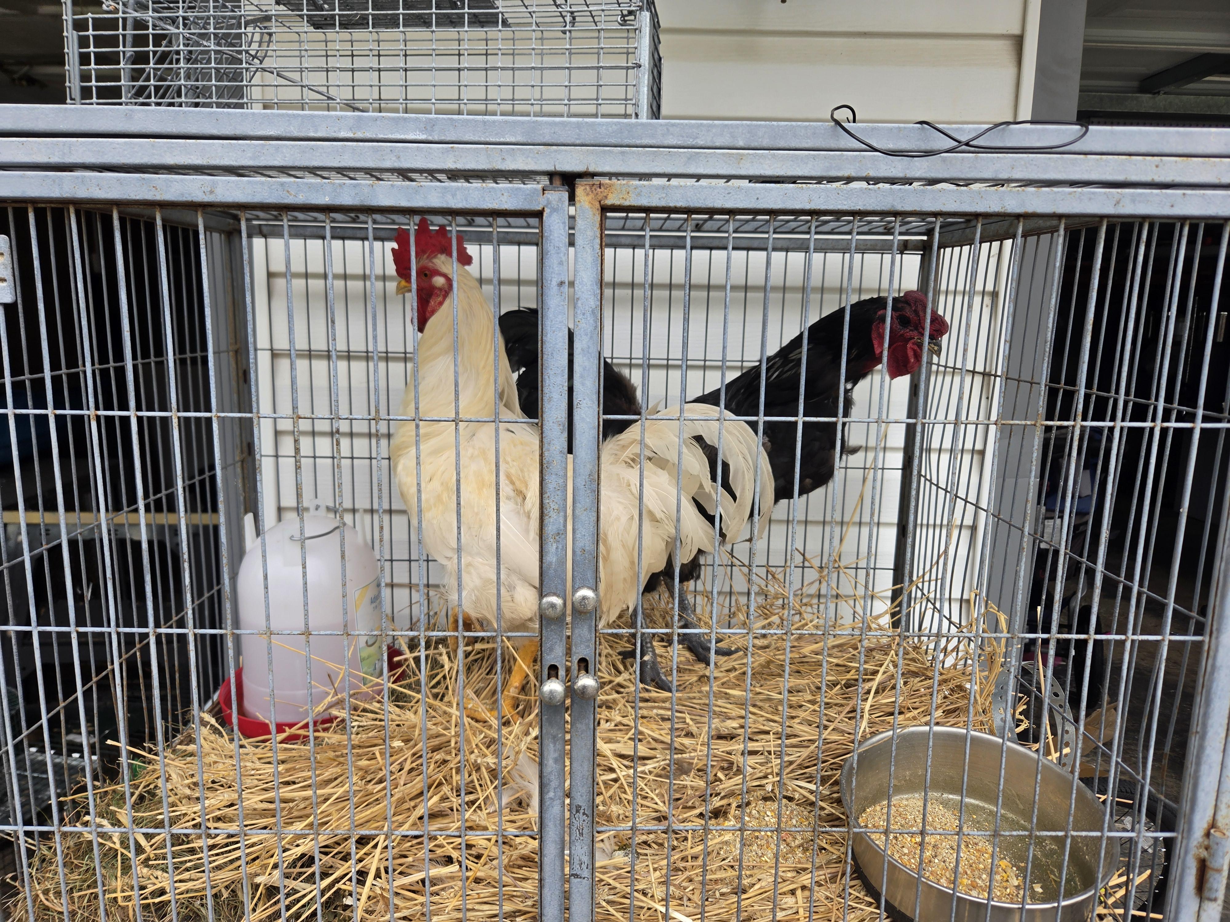 Enlarge Shimmer, a Adoptable Chicken in Wantage, NJ image 4/4