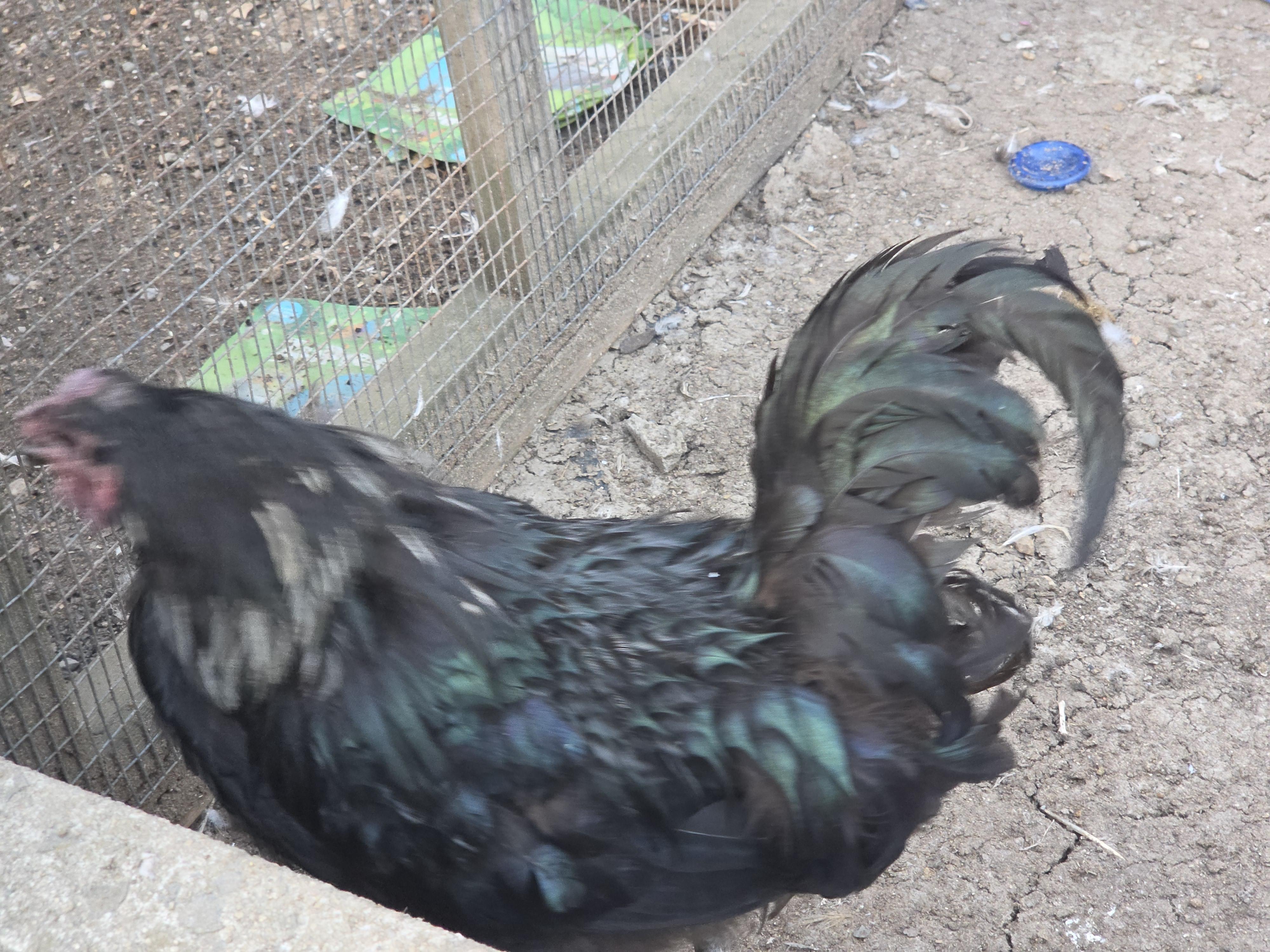 Shimmer, Adoptable, Young Male Chicken.