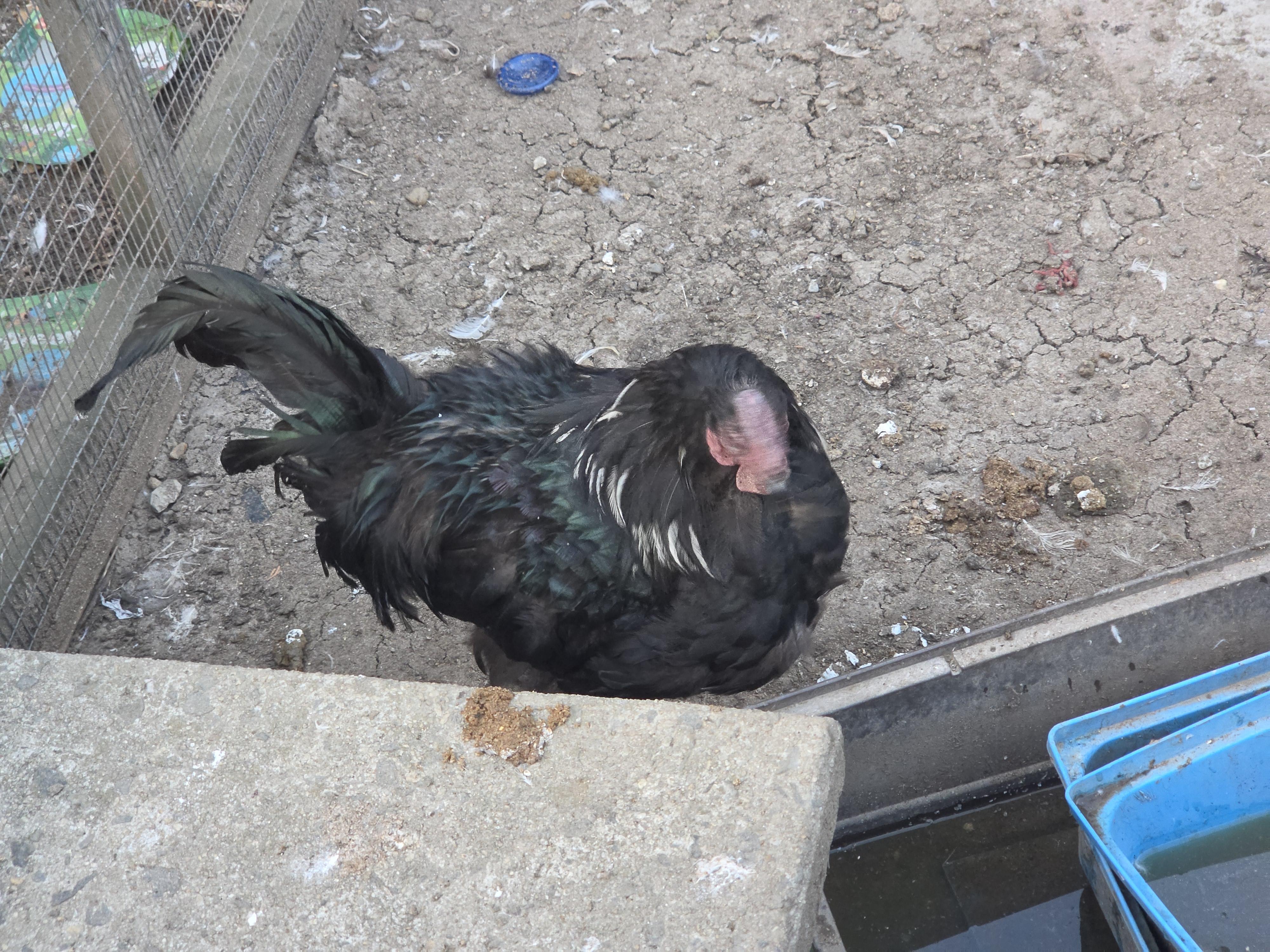 Enlarge Shimmer, a Adoptable Chicken in Wantage, NJ image 3/4