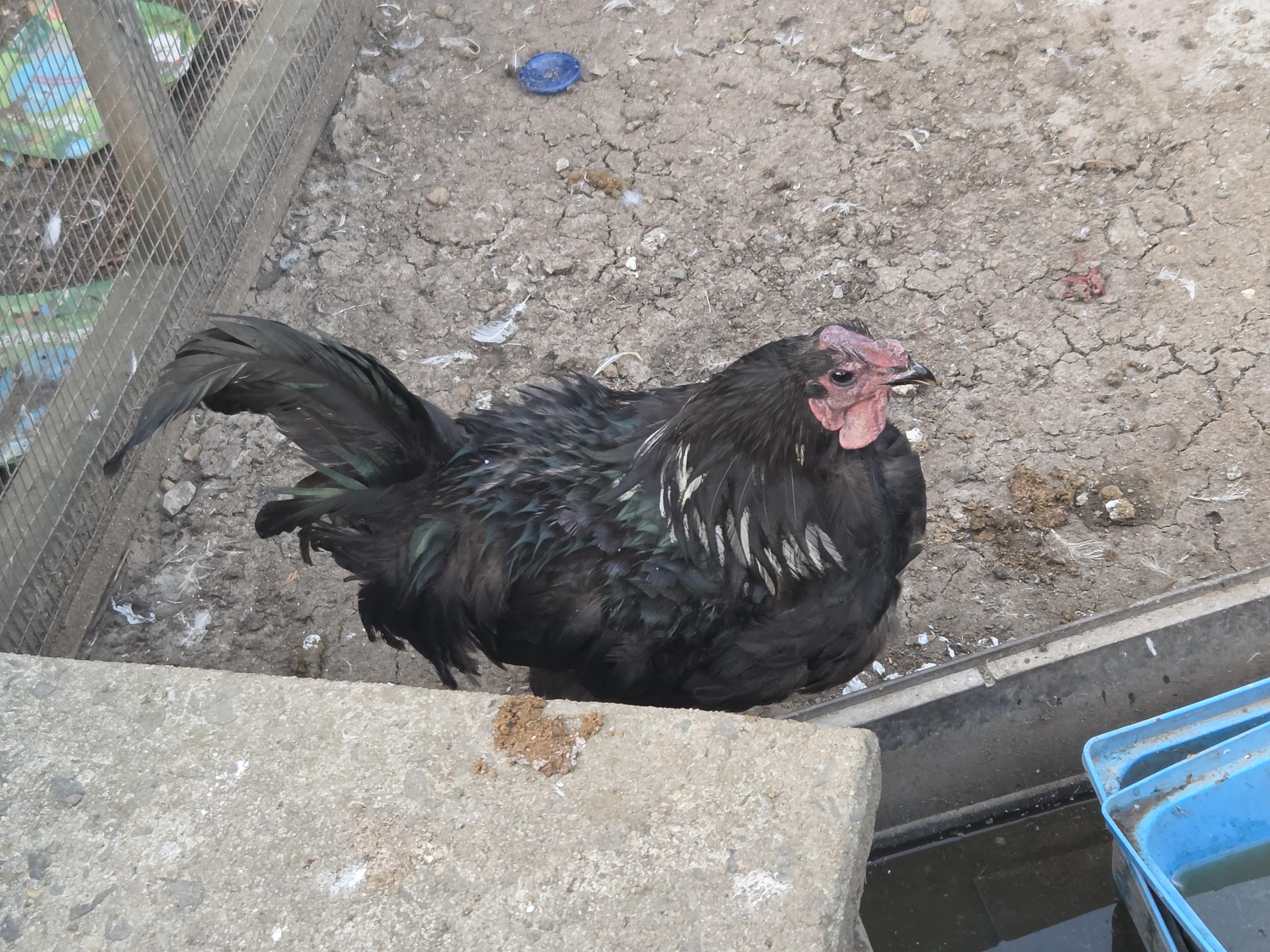 Enlarge Shimmer, a Adoptable Chicken in Wantage, NJ image 2/4